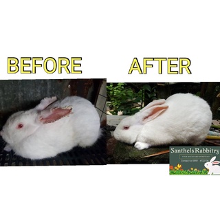 SPRAY FOR MANGE AND OTHER PARASITES OF PETS (Rabbit, Dog, Cat, Hamster, Guinea Pig and other pets)
