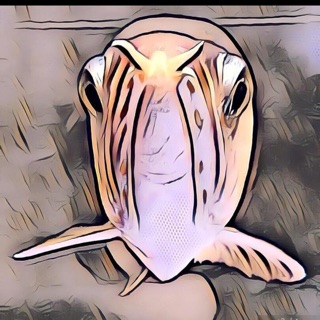 Roblox Gift Card Vietnam - The Free Robux Button - 