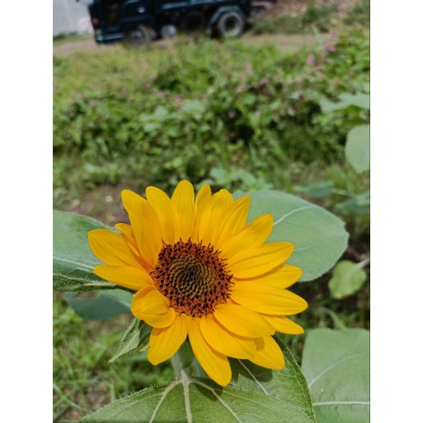 Sunflower Vincent F1 Seeds Shopee Philippines