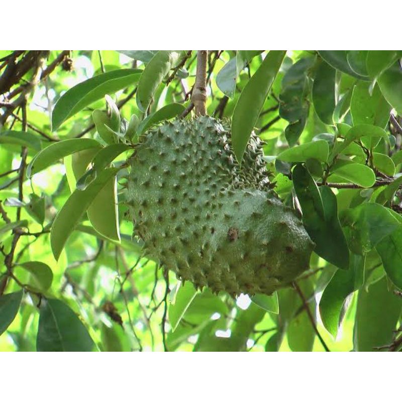 Guyabano Seeds Soursop Seeds Shopee Philippines