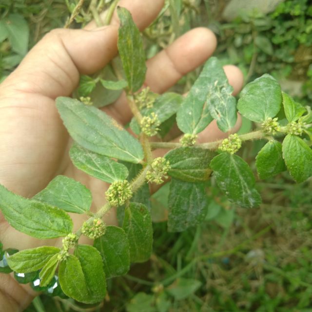 TAWATAWA HERBAL 50 per order(21pcs) Shopee Philippines