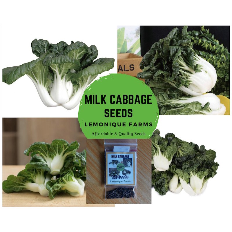 Milk Cabbage 