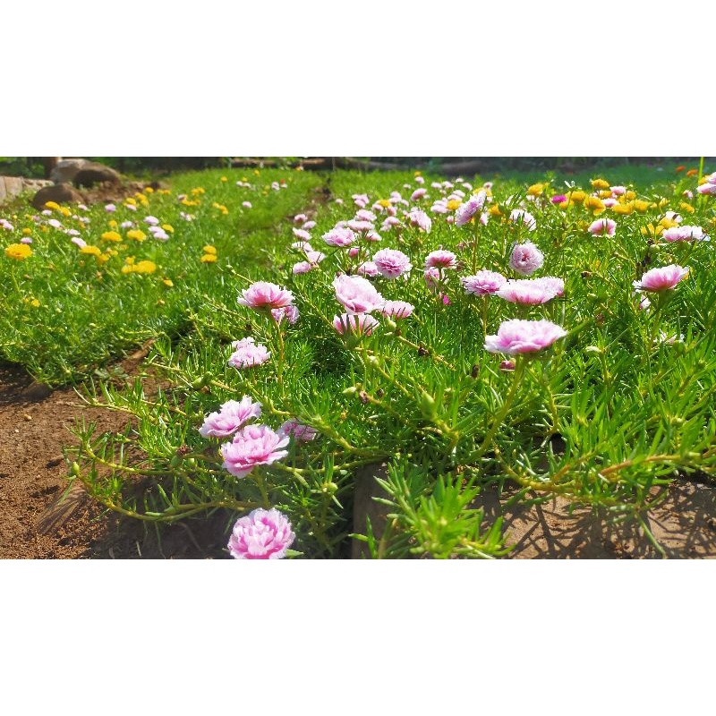 Alas Diyes Vietnam Rose Portulaca Shopee Philippines
