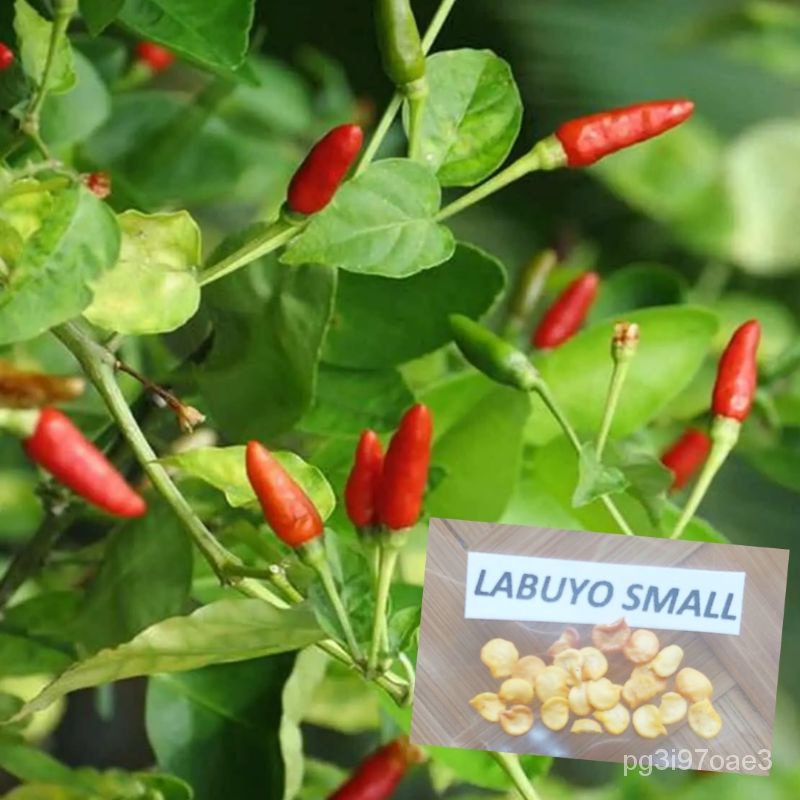 Mixed Seeds Sili Labuyo (15Pcs/Pack) Small Sili NF1R Shopee Philippines