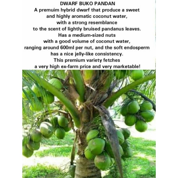 Pandan Dwarf Coconut, Namhom Shopee Philippines