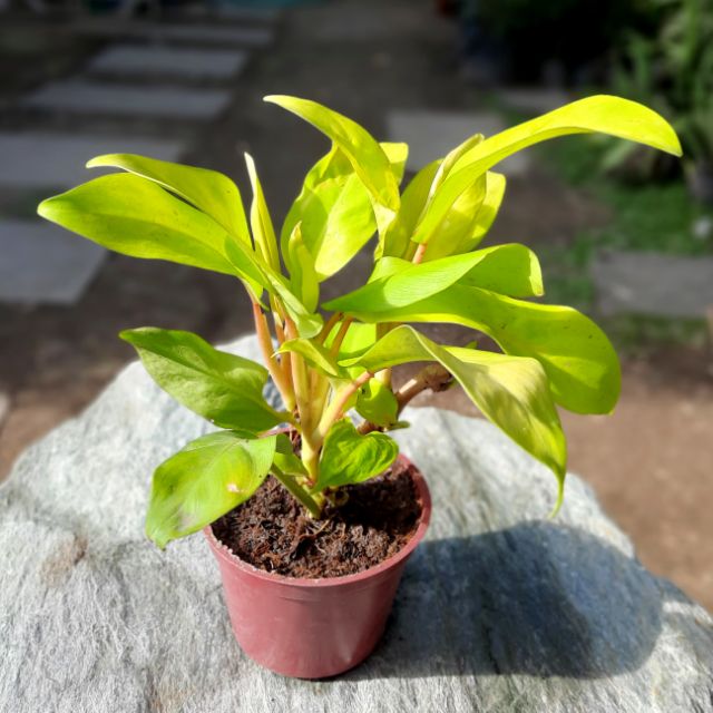 Golden Orlando Philodendron, Indoor Plant, Live, with pot