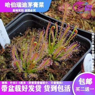 Base direct sales [Haberidi sundew] carnivorous plant Venus flytrap mosquito repellent succulent gre