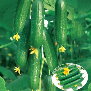 10PCS COD Vegetable Seeds - Leafy Greens and Microgreens - cucumber Seeds #5