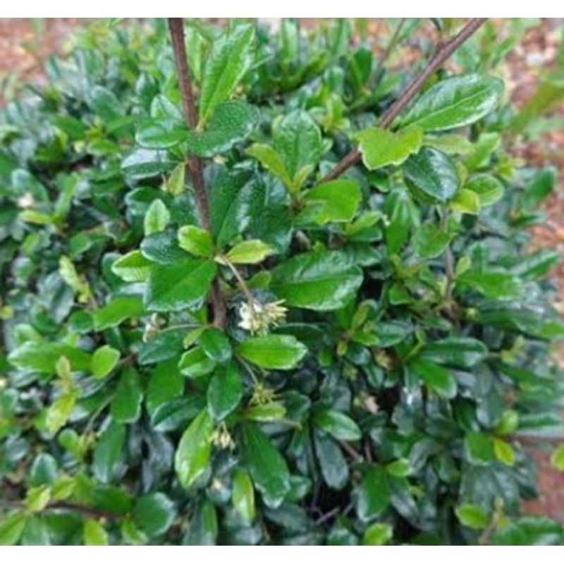 Tsaang gubat, Fukien tea tree, Philippine tea tree | Shopee Philippines