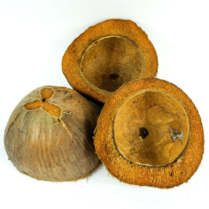 supplier coconut husk bao bunot brush | Shopee Philippines