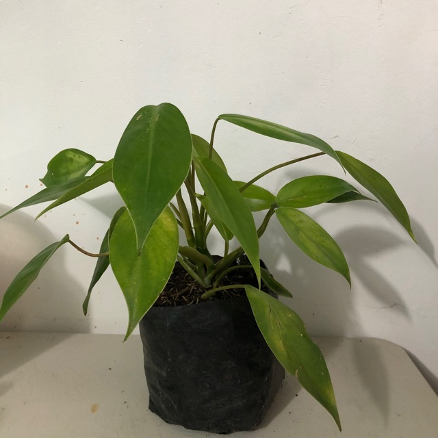 Philodendron Temptation Plant Shopee Philippines