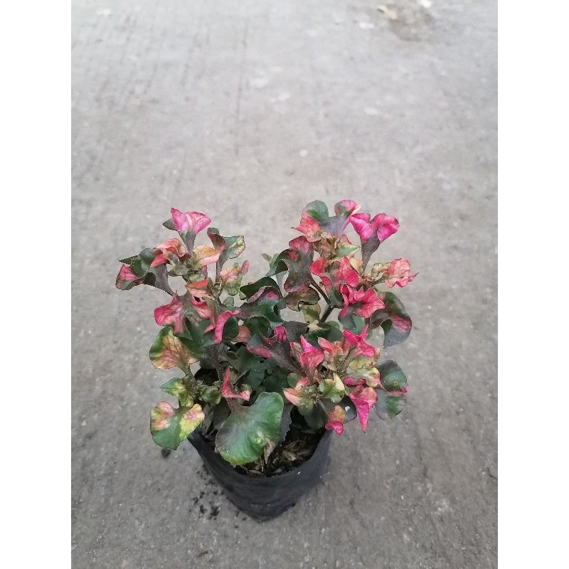 RED KUTSARITA Plants (outdoor) Shopee Philippines