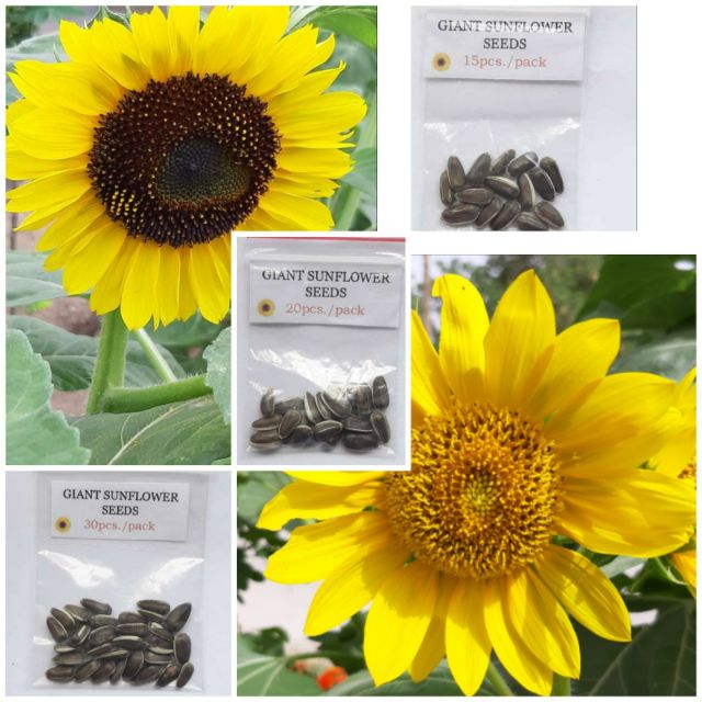 Giant Sunflower SEEDS Shopee Philippines
