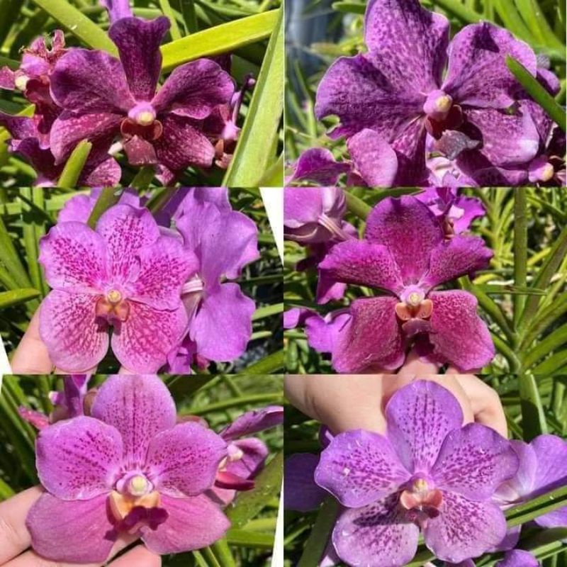 Vanda keiki seedling rooted and stable | Shopee Philippines