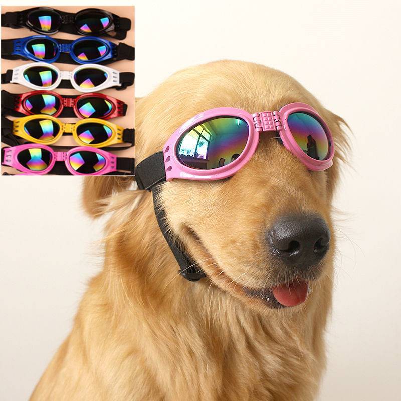 Do Dogs Need Eye Protection From The Sun