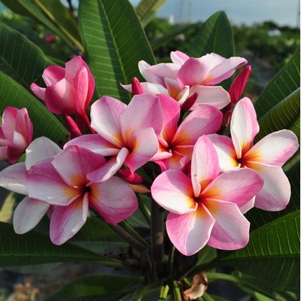 Stripe Pattern While and Pink Color Kalachuchi Seeds, Plumeria Seeds ...