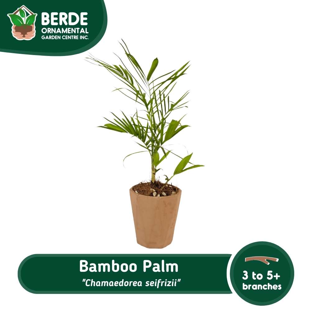 Bamboo Palm "Chamaedorea seifrizii" Healthy Live Ornamental Plant Shopee Philippines