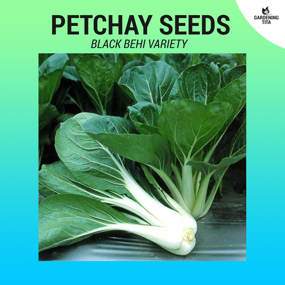 Petchay Seeds (High Germination) 800+ seeds | Shopee Philippines