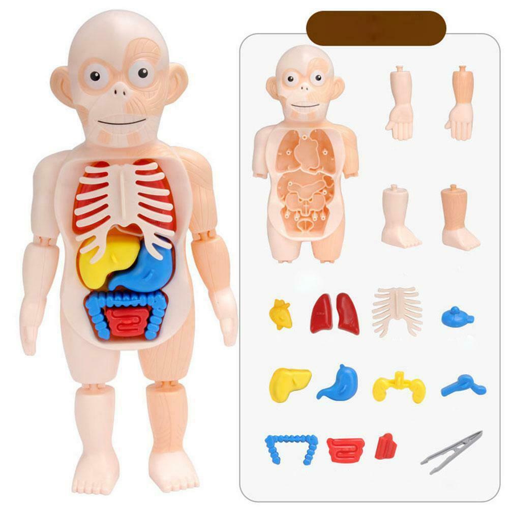 Toys & Hobbies 1 Set Human Body Anatomy Toy Preschool Educational Organ DIY Assembled Toys TE6982671