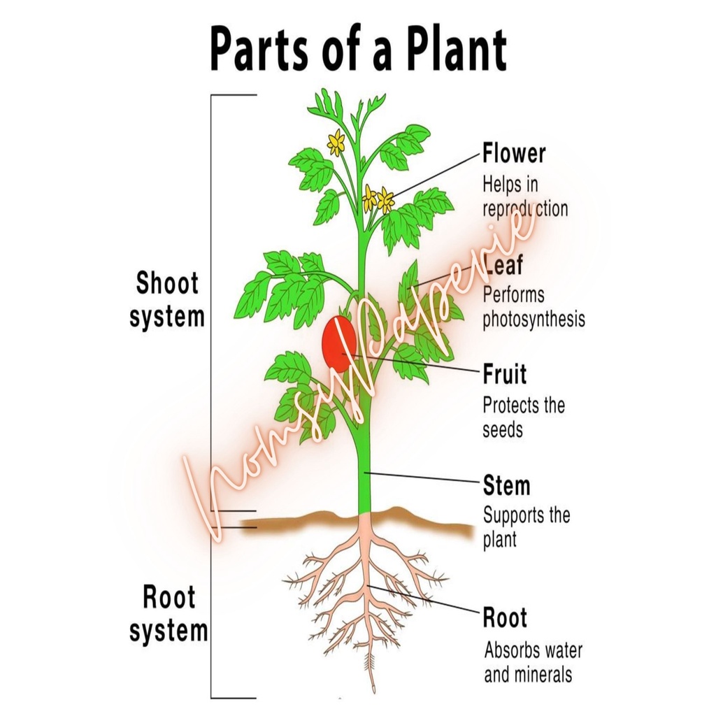 PARTS OF A PLANTS A4 CHART LAMINATED by NomsyPaperie | Shopee Philippines
