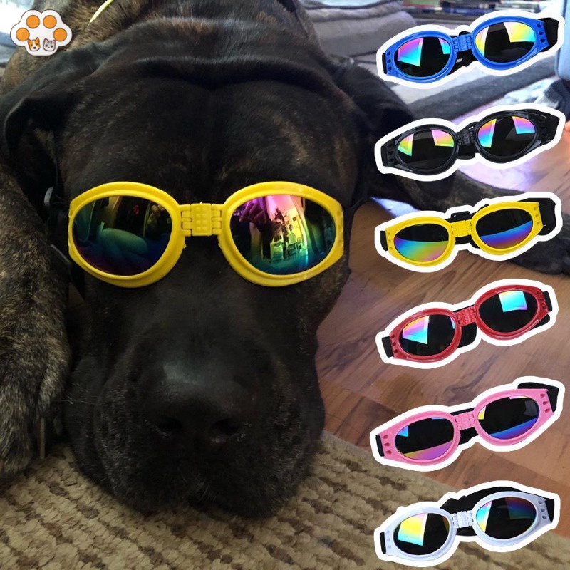 Do Blue Eyed Dogs Need Sunglasses