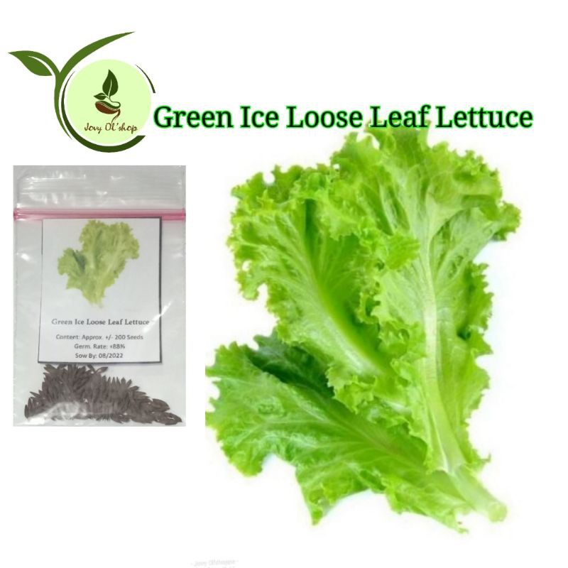 Green Ice Lettuce 200 Seeds Shopee Philippines