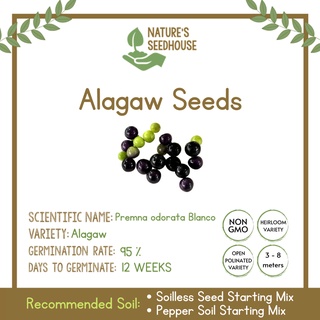 Alagaw Seeds | Alagaw Seeds