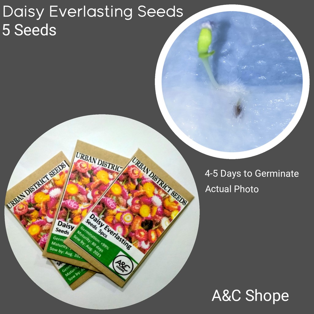 Daisy Everlasting 5 Seeds HIGH GERMINATION Shopee Philippines