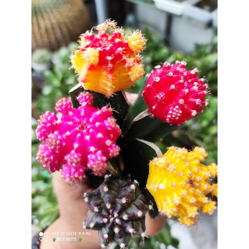 Moon cactus (grafted on dragon fruit) | Shopee Philippines