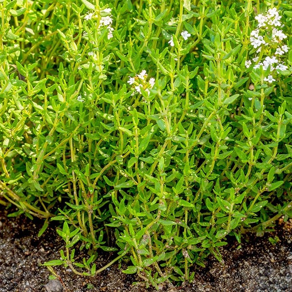 Thyme Seeds Perennial Herb (Heirloom) Shopee Philippines