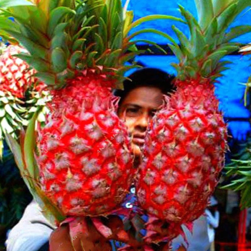 20Pcs/Bag Pineapple Seeds Dwarf Pineapple Plantas Tree Fruit Rare Bonsais