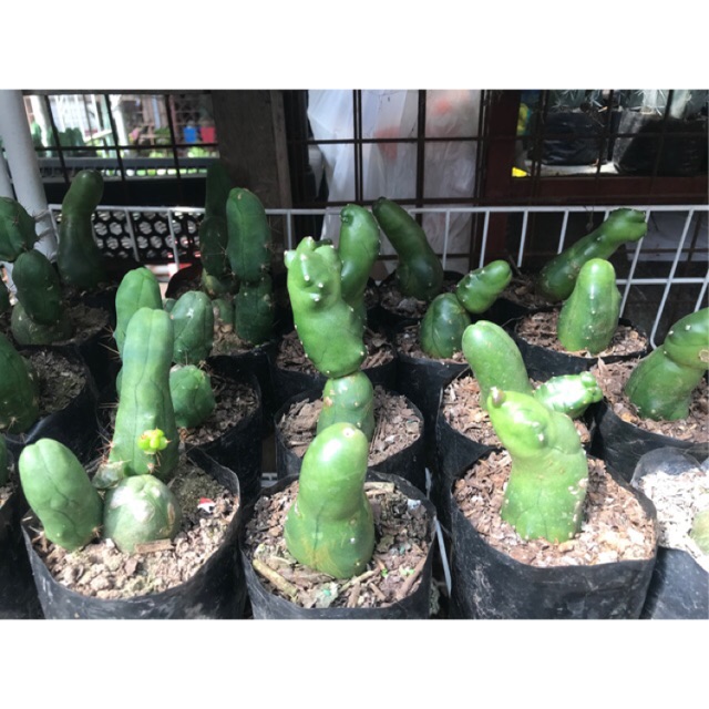 cactus penis