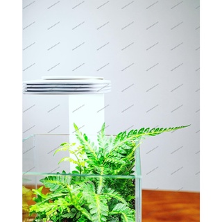 Chihiros Magnetic Lamp + Wabi Kusa Stand Light Set For mini Aquarium And Semi-Dry Tank #9