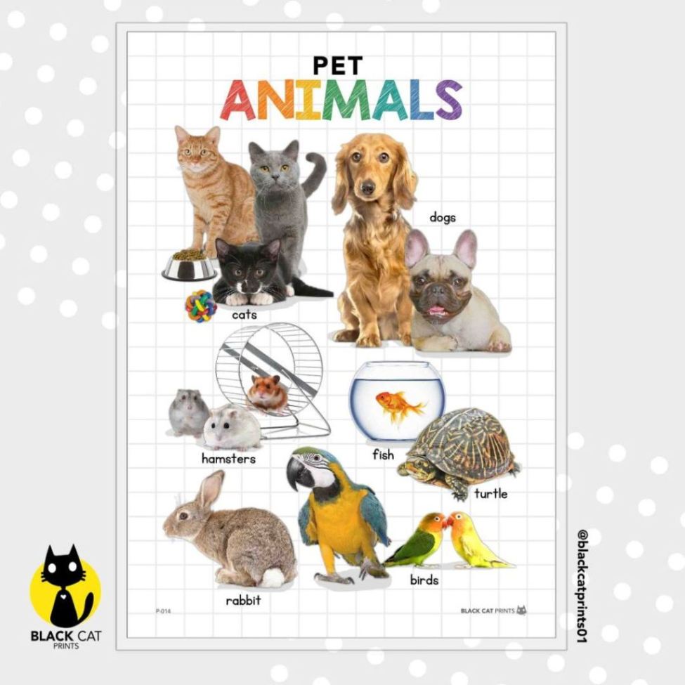 Pet Animals Educational Chart Poster (High Quality Print / A4 Size /  Laminated) | Shopee Philippines
