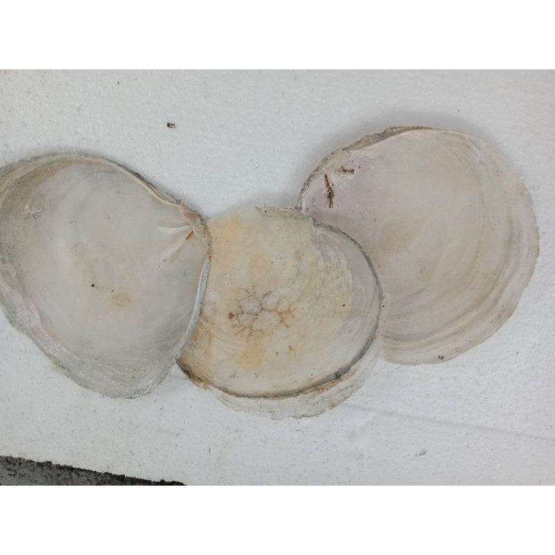 natural capiz shell (windowpane oyster) Shopee Philippines