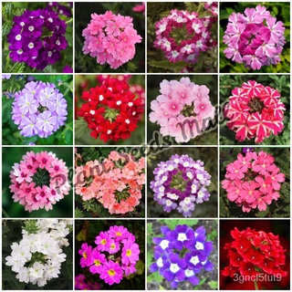 [Fast Delivery] High Quality Verbena Seeds for Sale Bonsai Potted Plant Seeds Gardening Seeds Easy t #2