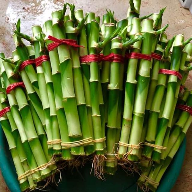 bamboo money plant