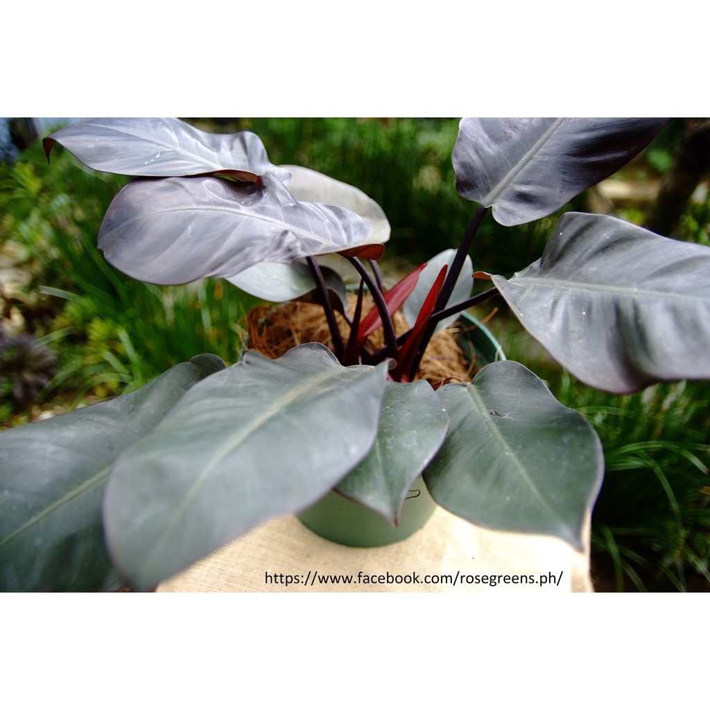 Philodendron Black Cardinal Choco Sunlight Shopee Philippines