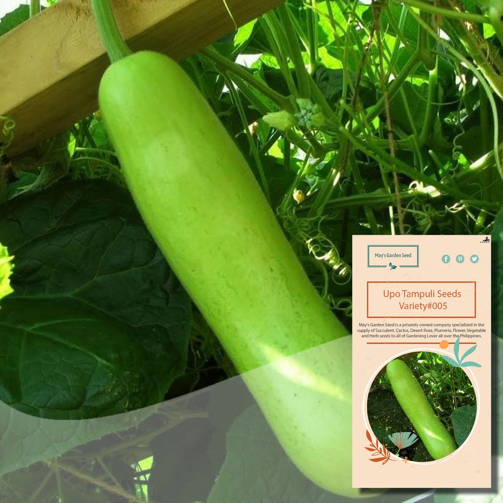 Upo Tampuli Seeds, Bottle Gourd Seeds, Vegetable Seeds005 Shopee