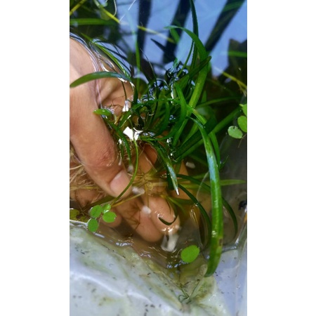 Aquarium live plant dwarf sagittaria, medusa, Ar Mini best for planted setup low tech aquatic plant #6