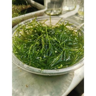 Guppy Grass | Aquatic Plant