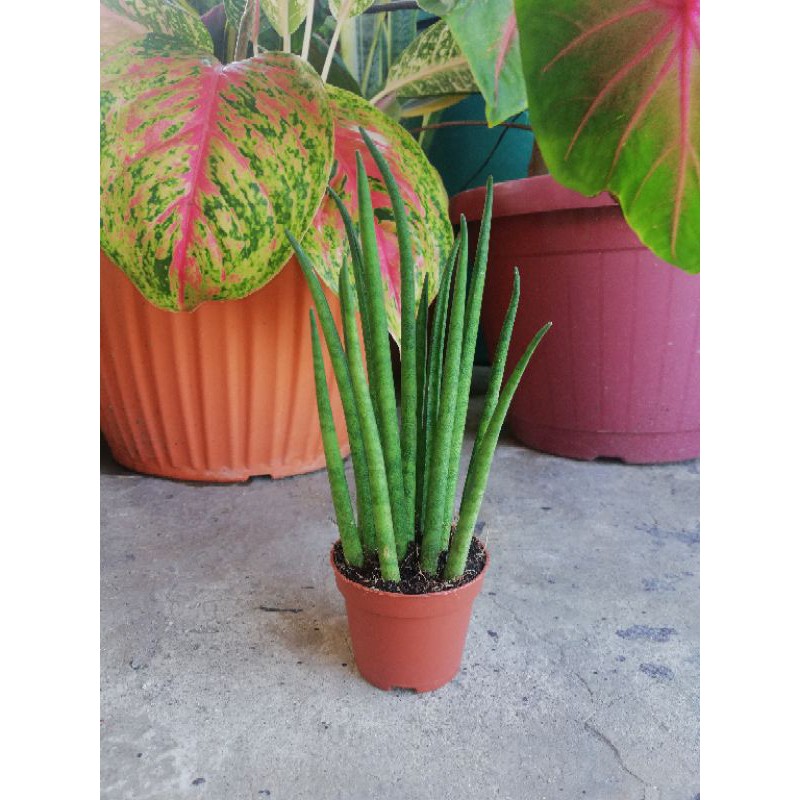 Cute Mini Bacularis Snakeplant Sansevieria Bacularis
