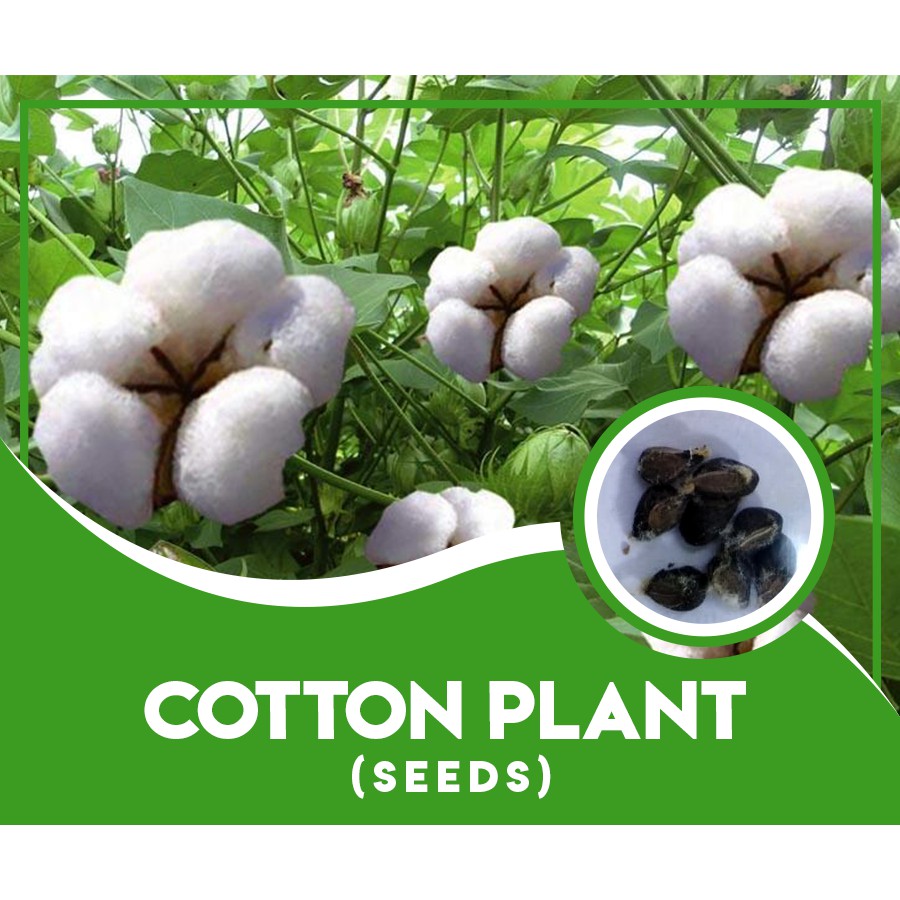 Cotton Plant Seeds (10 seeds) Shopee Philippines