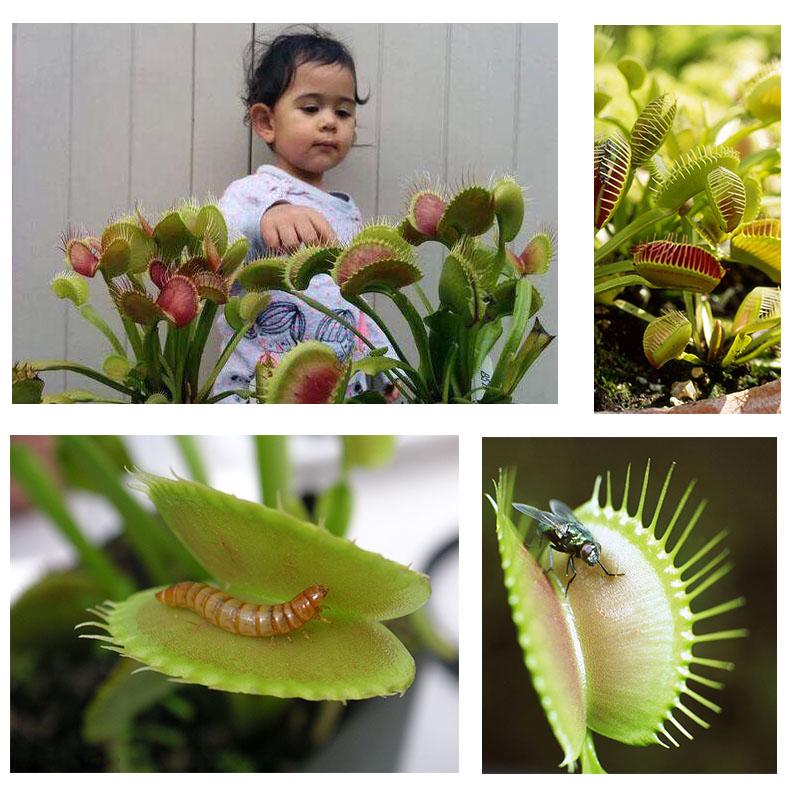 Ready Stock 100PCS Potted Insectivorous Plant Seeds Giant Clip Venus Flytrap Seeds