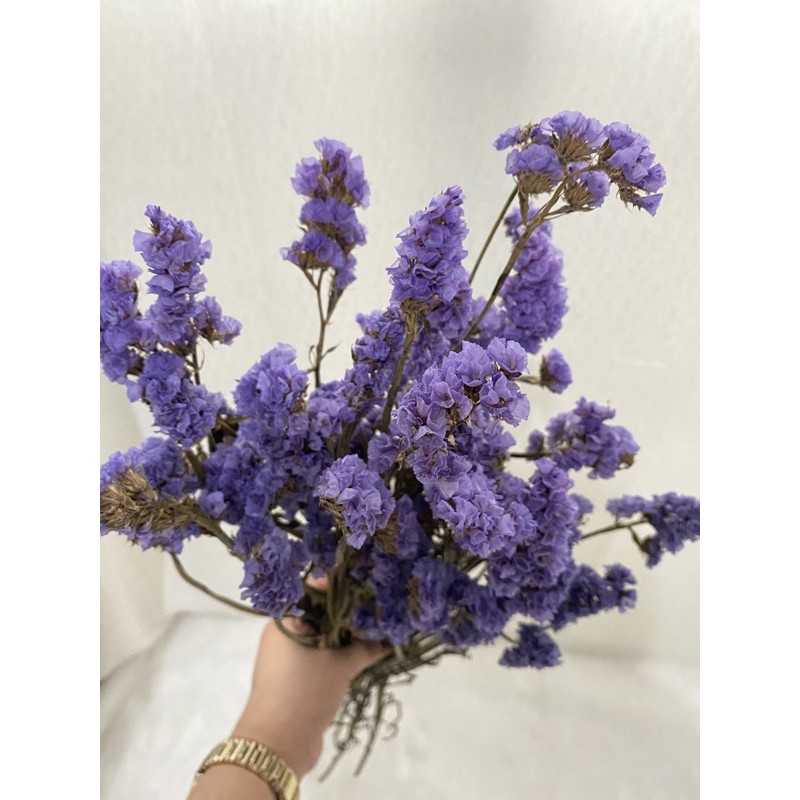 DRIED STATICE FLOWER Shopee Philippines