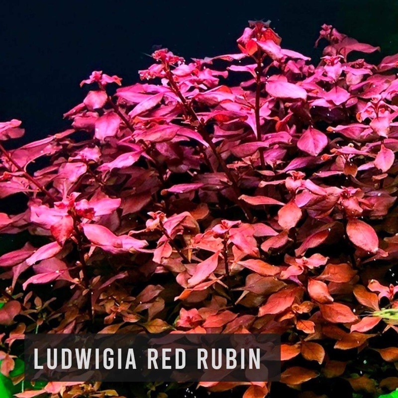 Ludwigia Red Rubin Stems Aquatic Plant Shopee Philippines