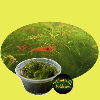 Java moss - Fresh from my shrimp tanks - Live aquatic plants best for shrimps and aquascape #2