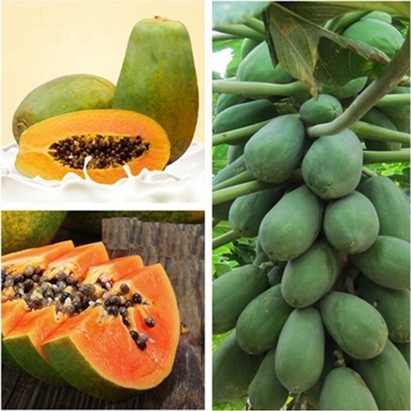 10 Seeds Maradol Papaya Seeds Vegetable Fruit Tree Plants Seeds 