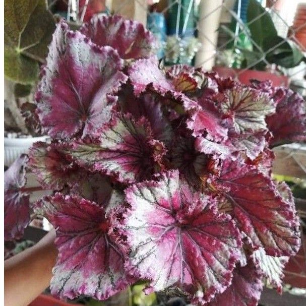 Begonia Pink Pop Grande Rex Holland LUSH | Shopee Philippines