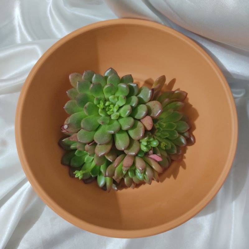 (22cm*8cm) Imported Smooth and Lightweight Terracotta Pots Shopee